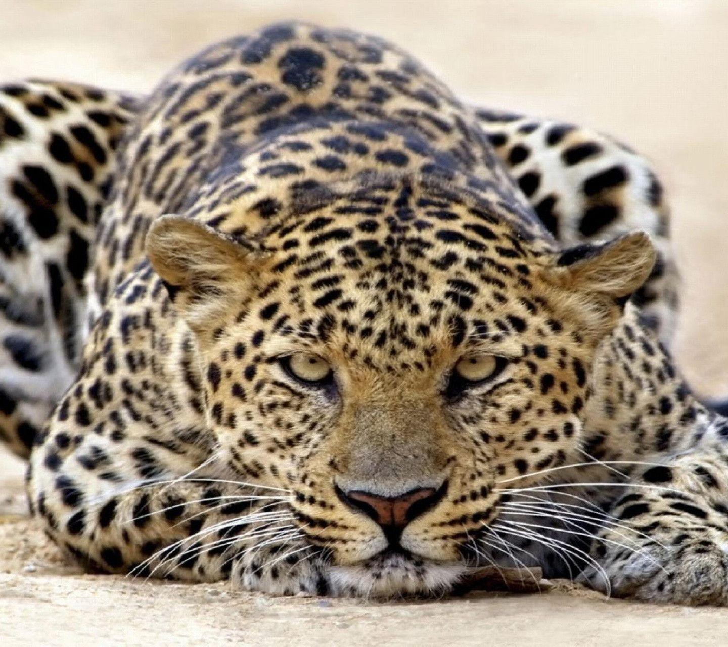 Leopard Wallpapers Wallpaper Cave