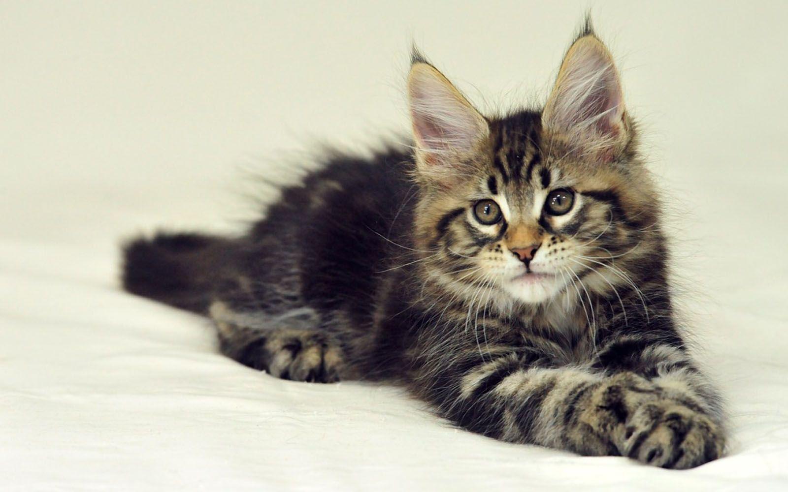 Maine Coon Wallpapers Wallpaper Cave