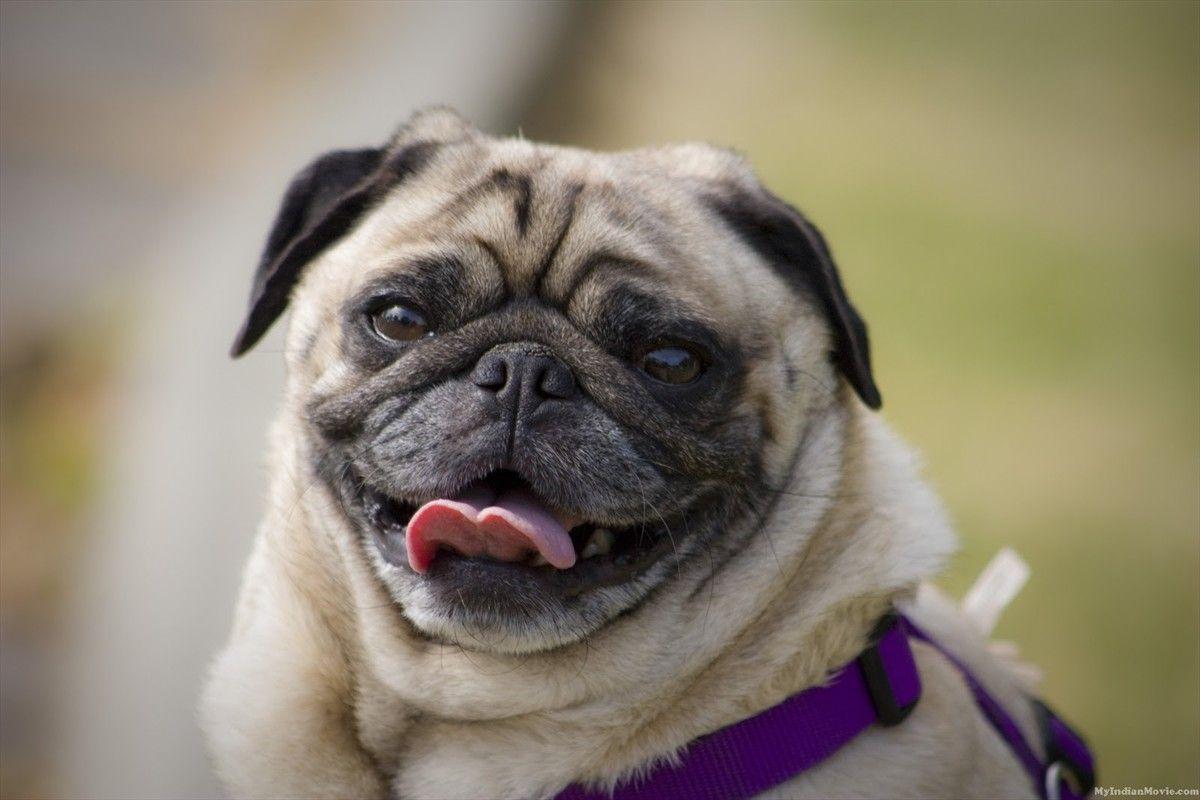 Funny Pug Wallpapers Wallpaper Cave