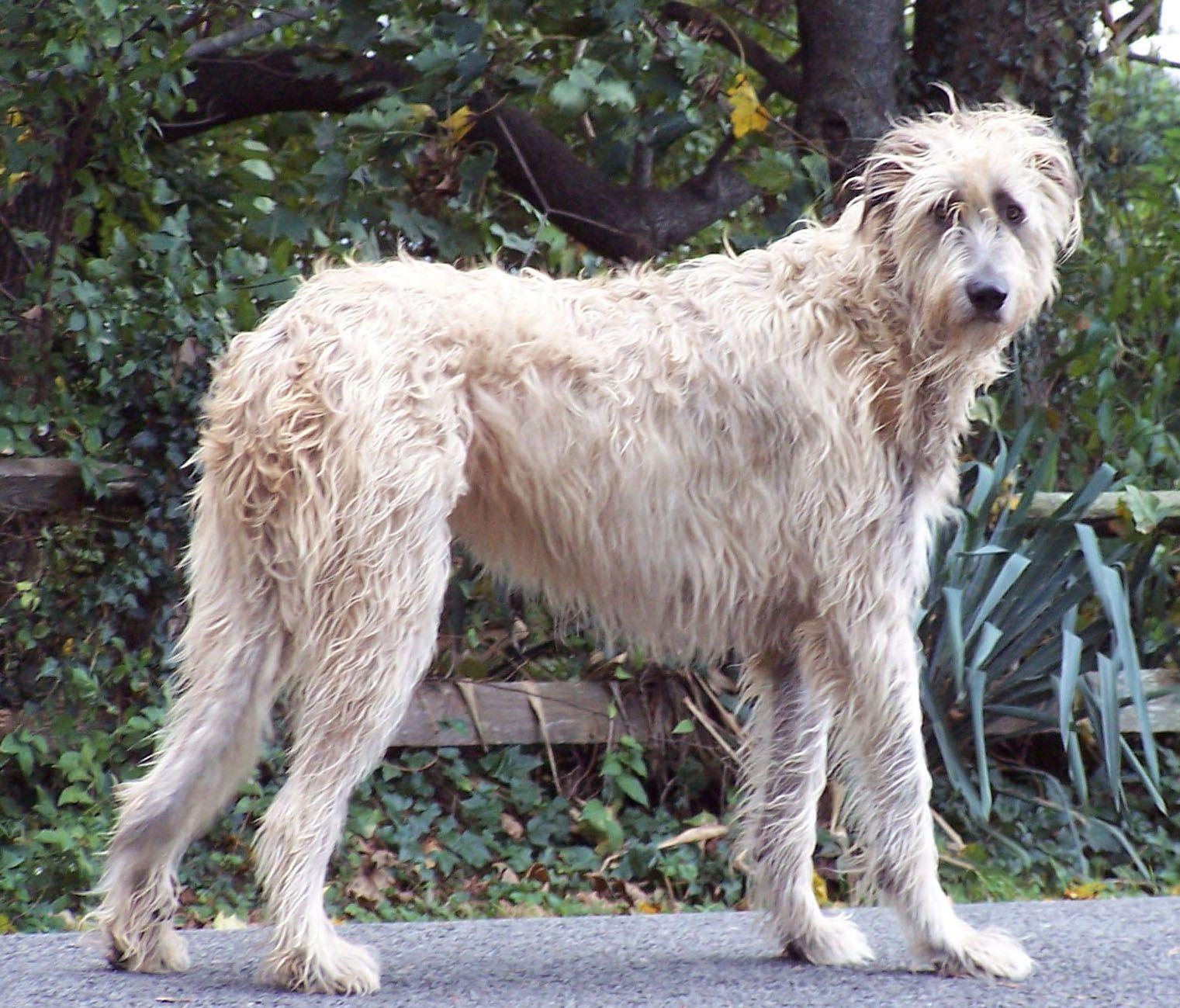 Irish Wolfhound Wallpapers Wallpaper Cave