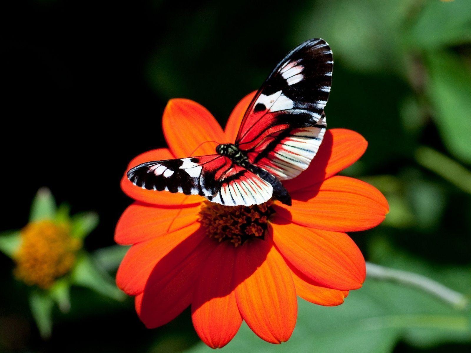 Butterfly And Flower Wallpapers Wallpaper Cave