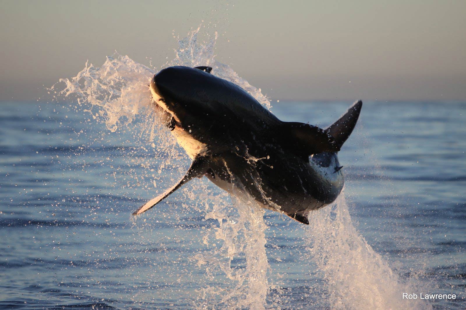 Great White Wallpapers Wallpaper Cave