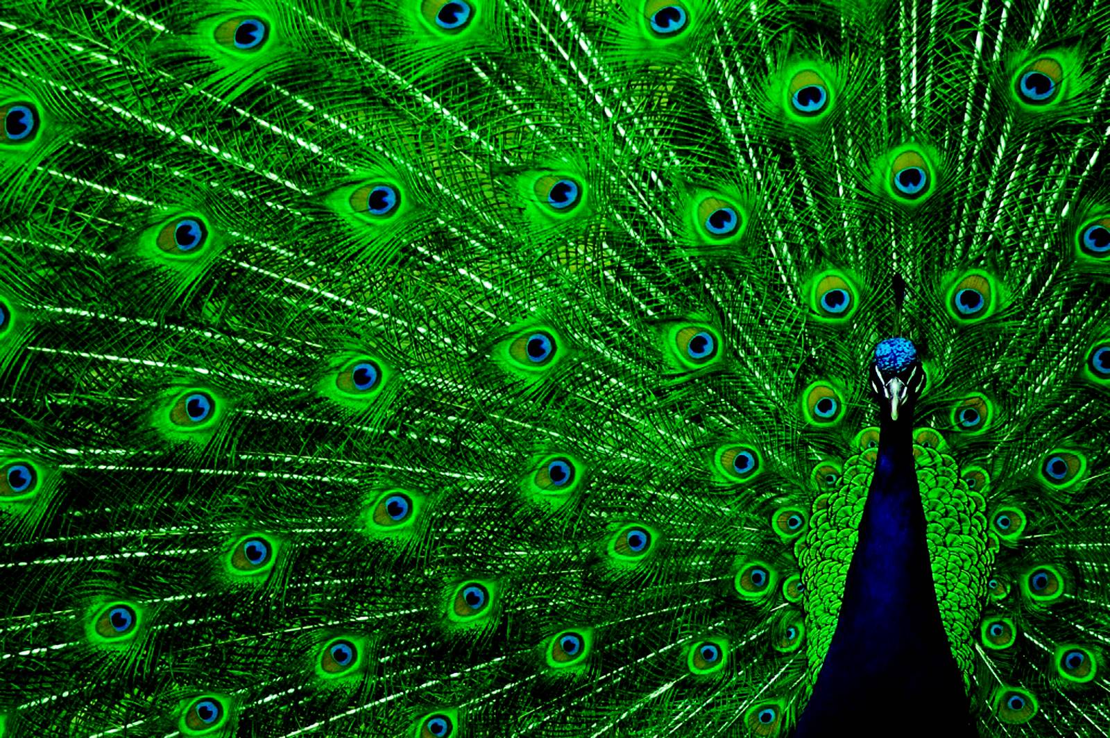 Peacock Wallpapers Wallpaper Cave