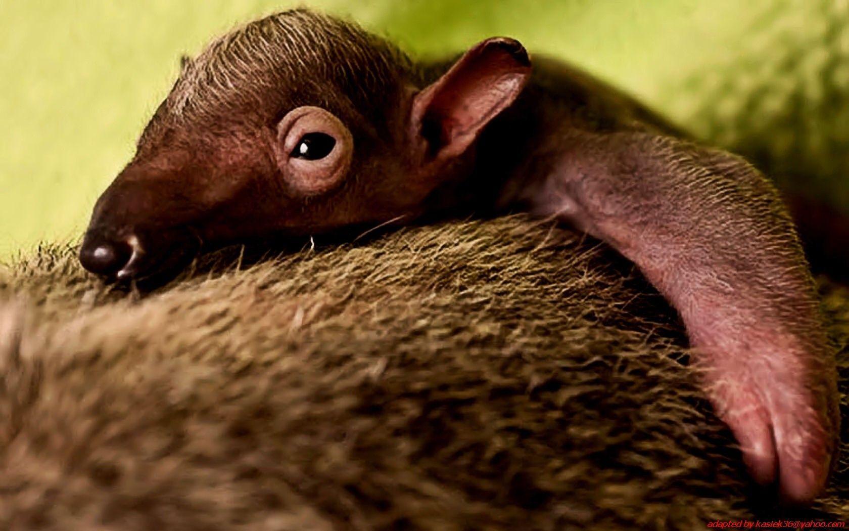 Anteater Wallpapers Wallpaper Cave