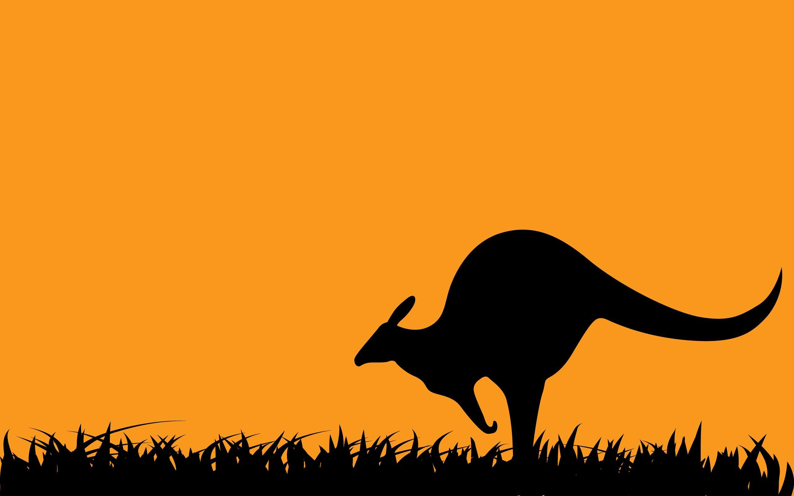Kangaroo Wallpapers Wallpaper Cave