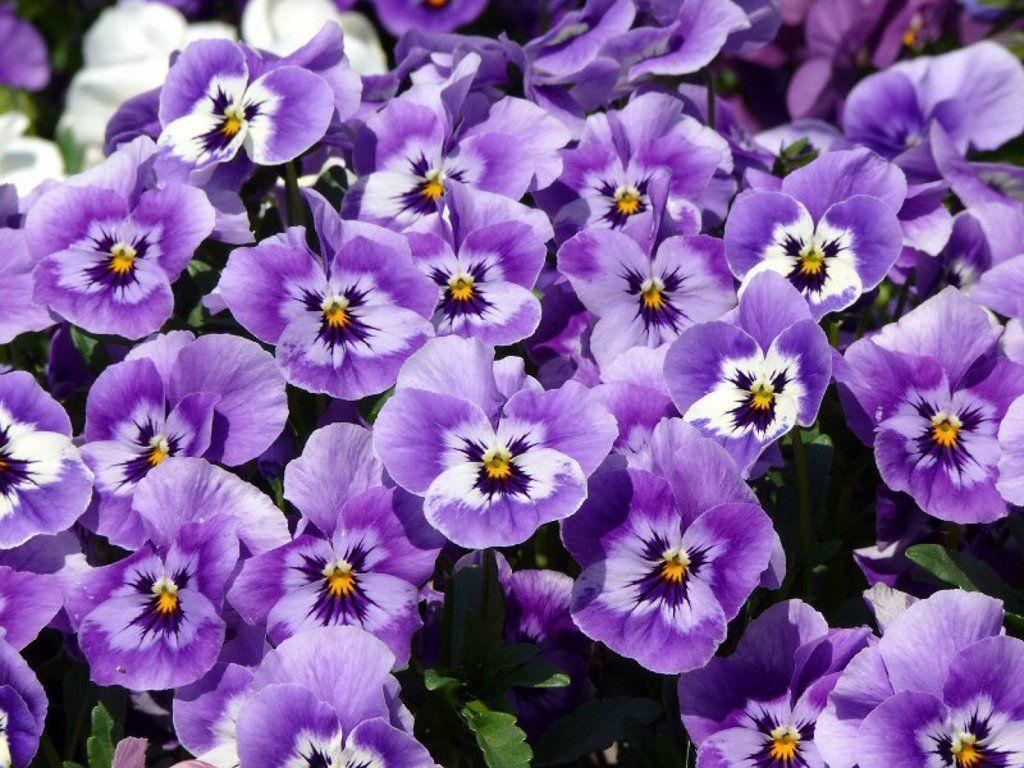 Pansy Wallpapers Wallpaper Cave