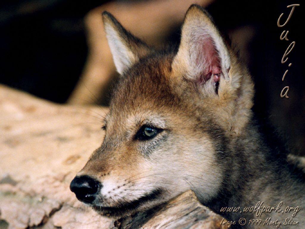 Baby Wolf Wallpapers Wallpaper Cave