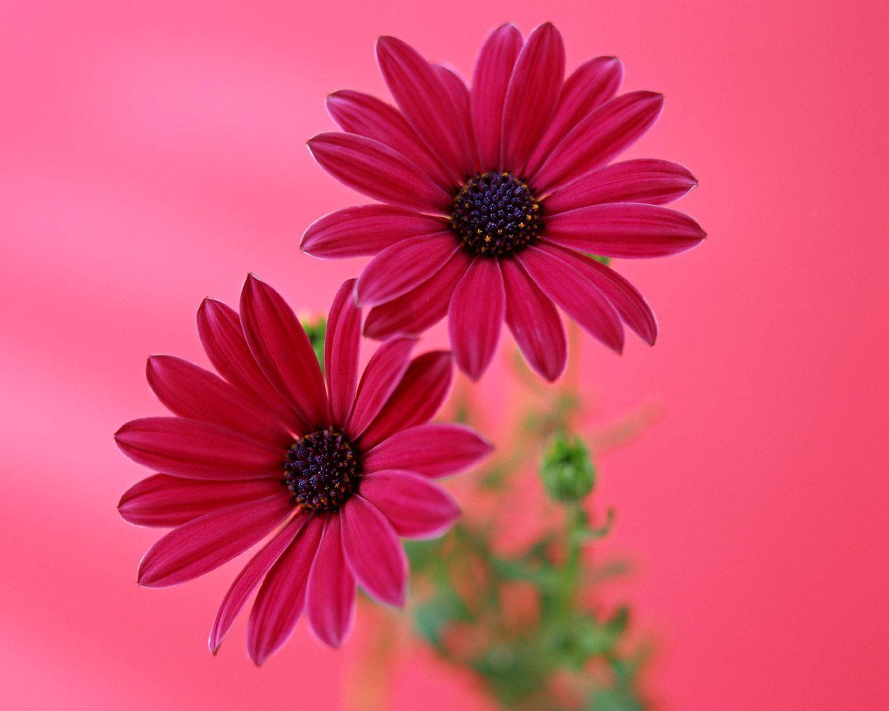Gerbera Daisies Wallpapers Wallpaper Cave