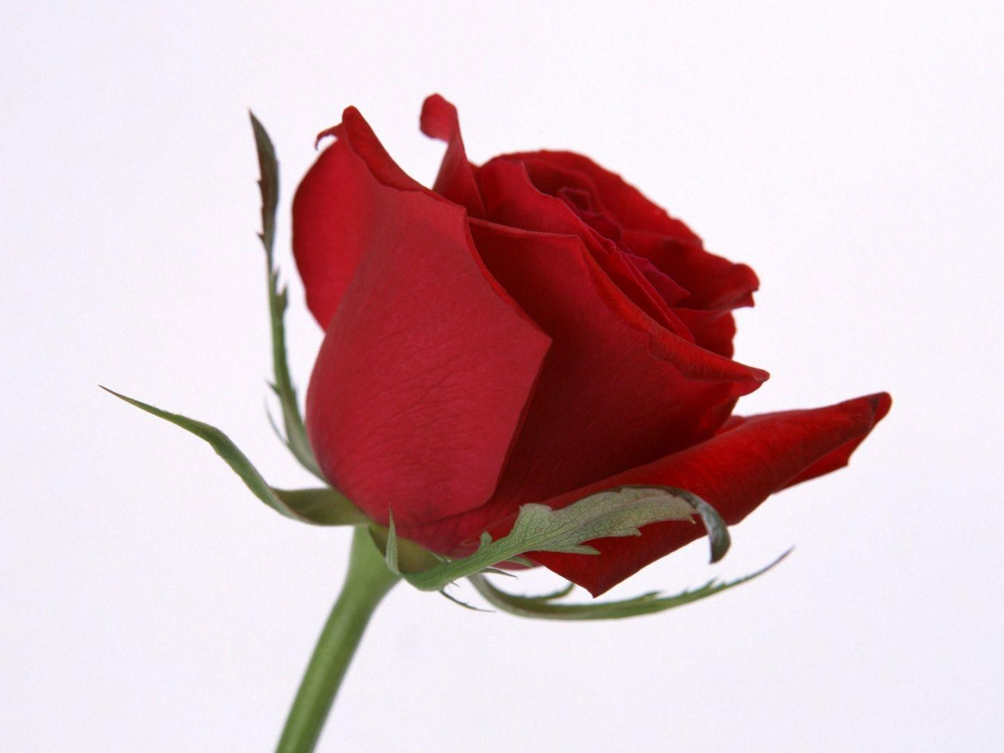 Red Rose Flowers Wallpapers Wallpaper Cave