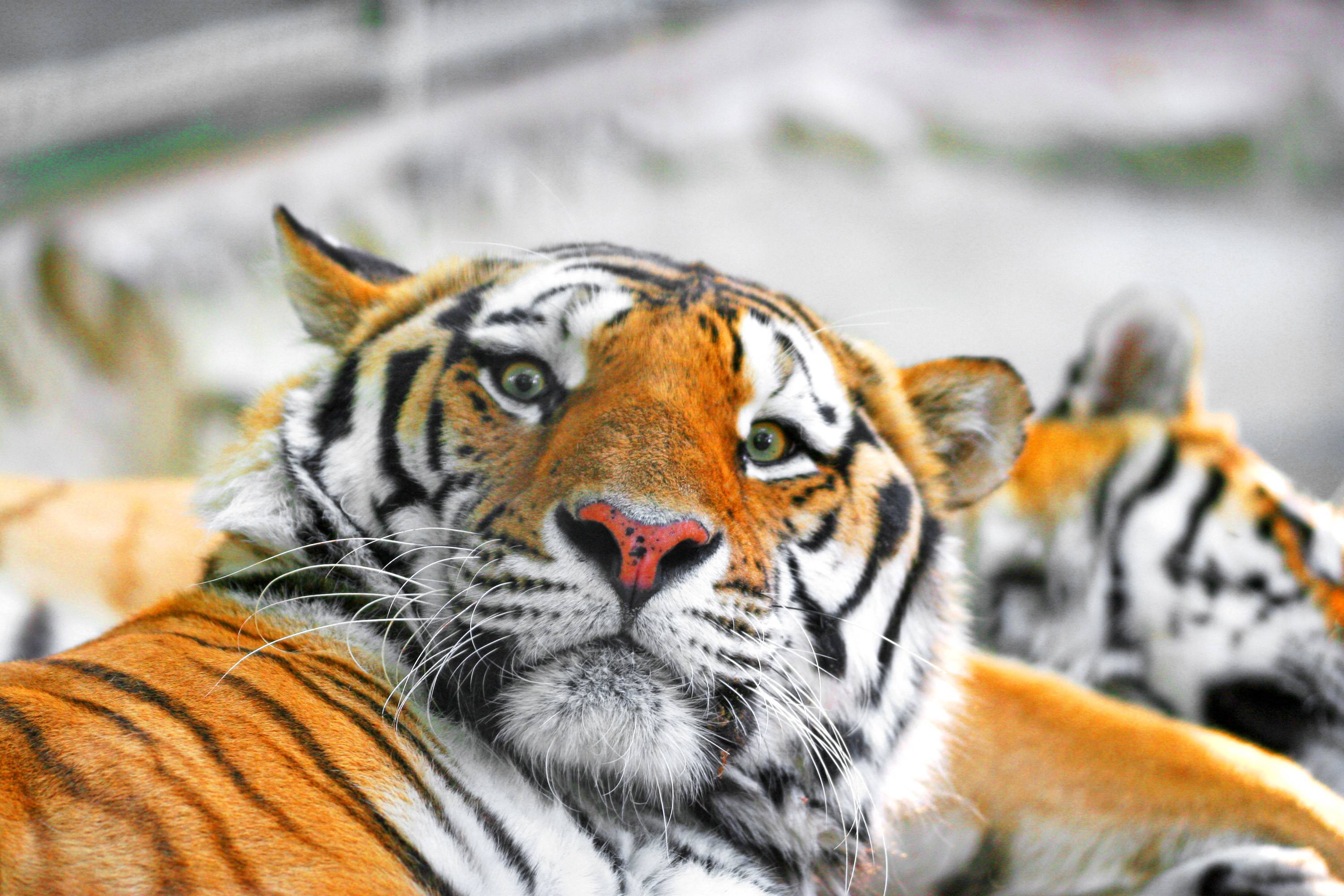 Siberian Tiger Wallpapers Wallpaper Cave
