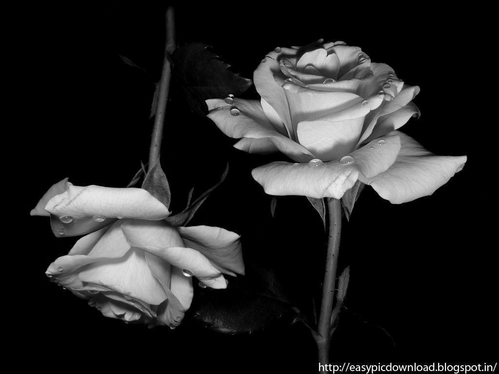 Black White And Red Rose Wallpaper Find the best black and white rose