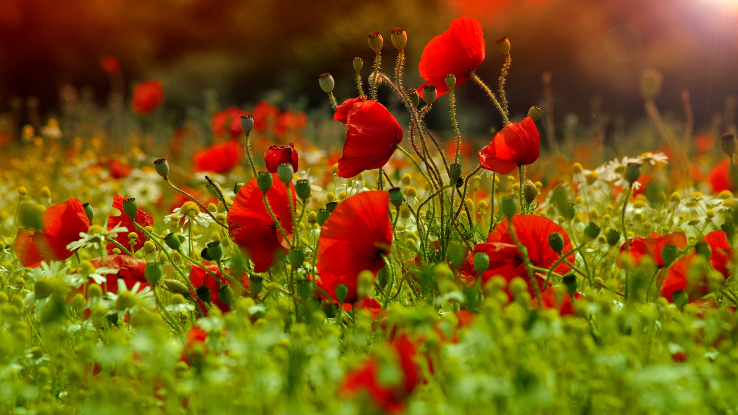 Poppies Wallpapers Wallpaper Cave