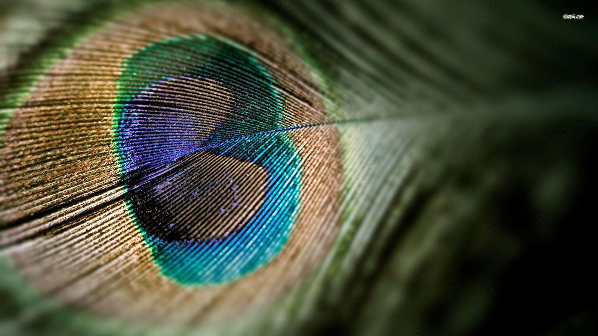 Wallpapers Of Peacock Feathers HD 2015 Wallpaper Cave