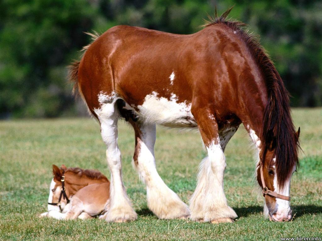 Clydesdale Wallpapers Wallpaper Cave