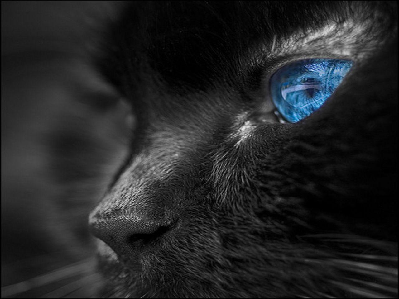 Blue Eyes Wallpapers Wallpaper Cave