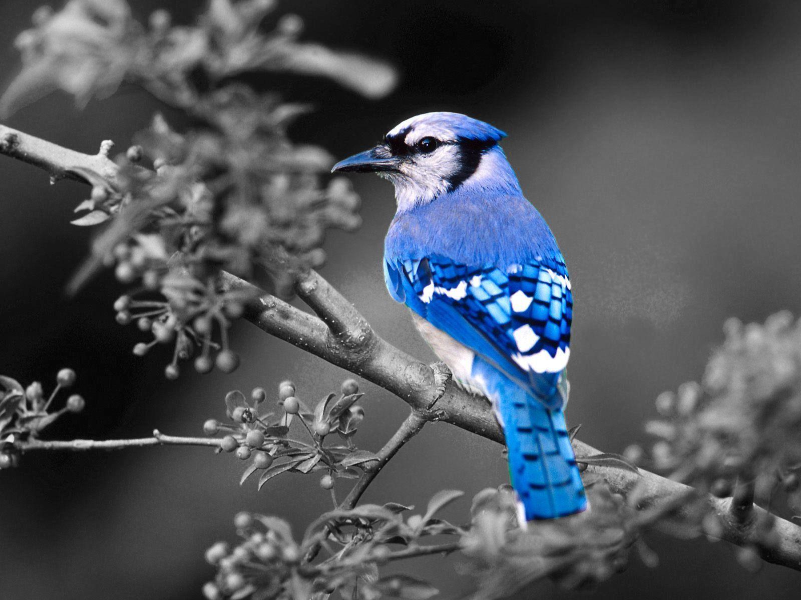 Blue Jay Wallpapers Wallpaper Cave