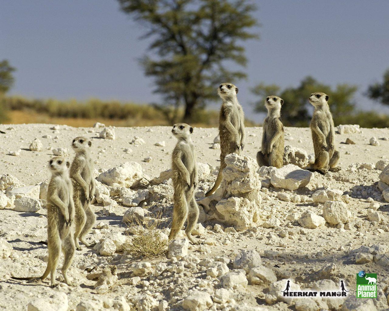 Meerkat Wallpapers Wallpaper Cave