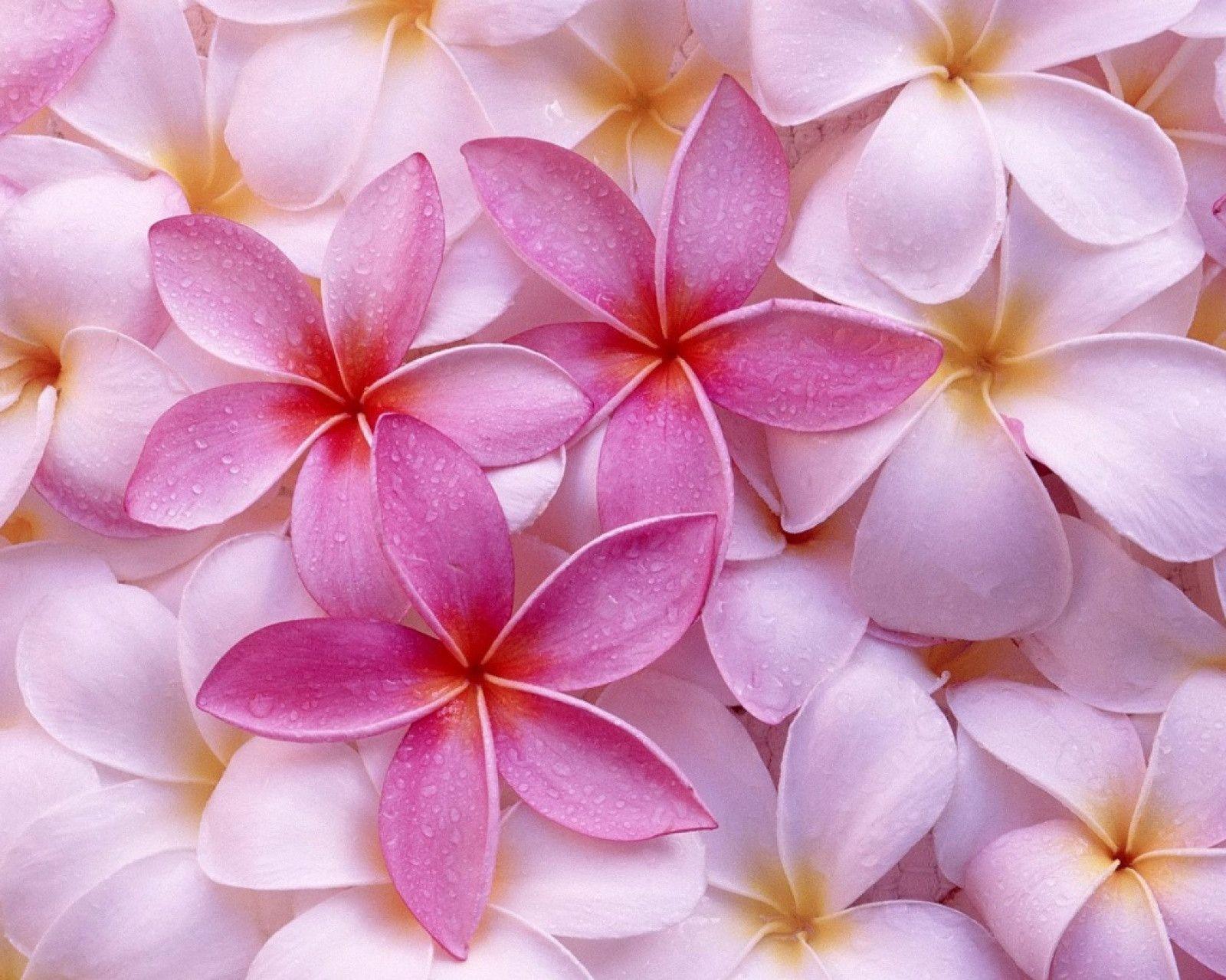 Free Spring Flowers Wallpapers Wallpaper Cave
