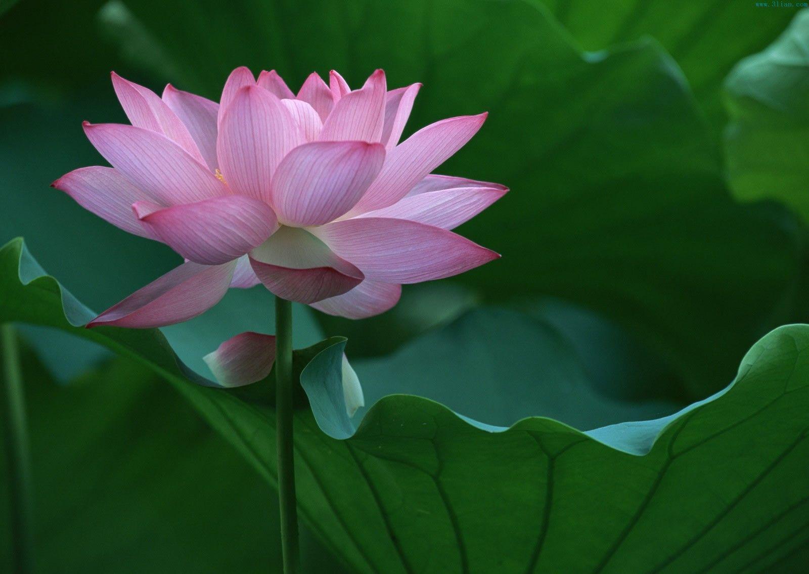 Lotus Flower Wallpapers Wallpaper Cave