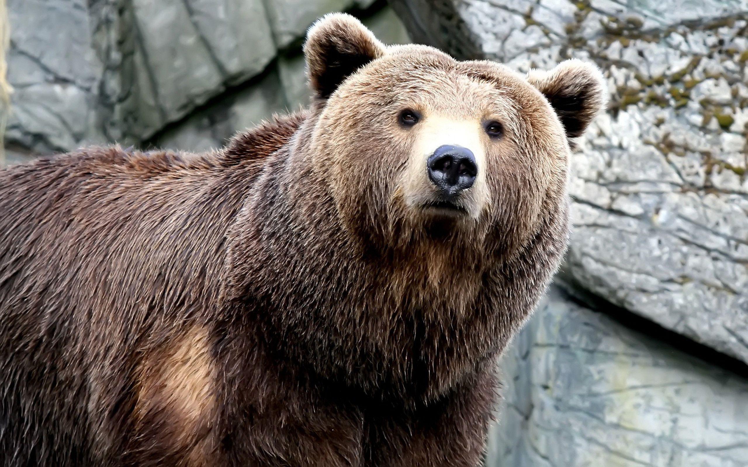 Brown Bear Wallpapers Wallpaper Cave