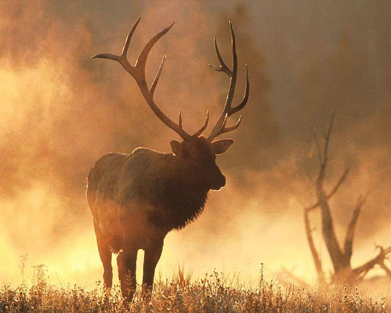 Elk Wallpapers Wallpaper Cave