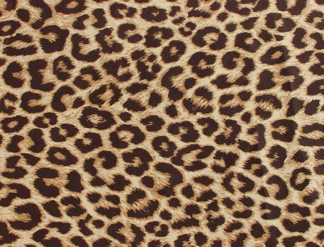 Cheetah Desktop Wallpapers Wallpaper Cave
