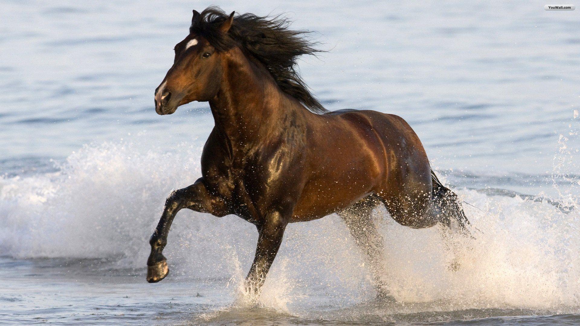 Free Horse Screensavers And Wallpapers Wallpaper Cave