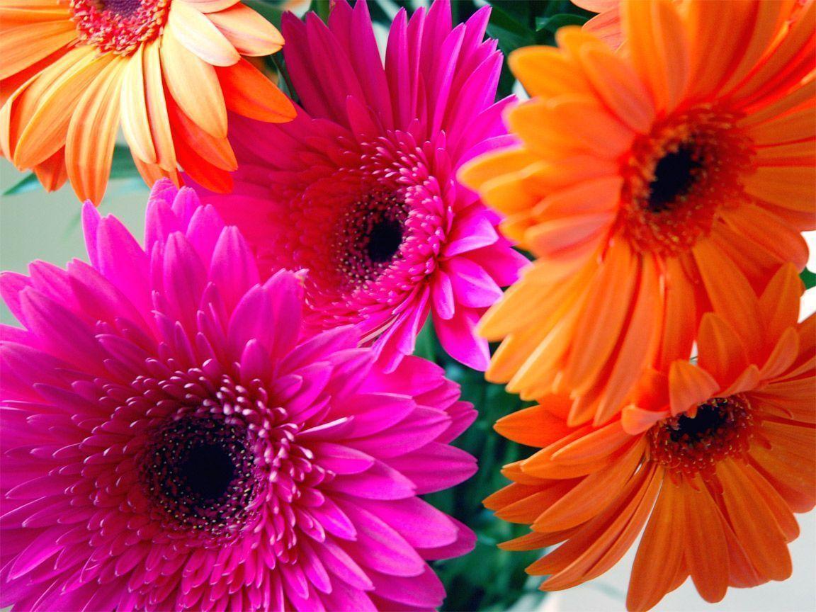 Gerbera Daisy Wallpapers Wallpaper Cave
