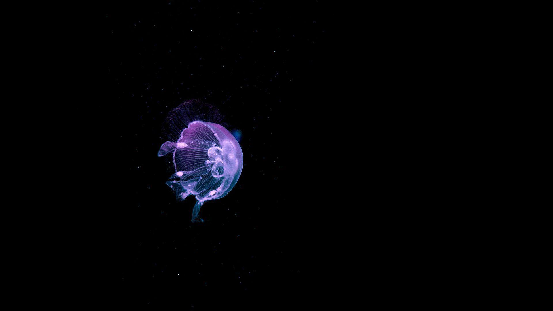 Jellyfish Backgrounds Wallpaper Cave
