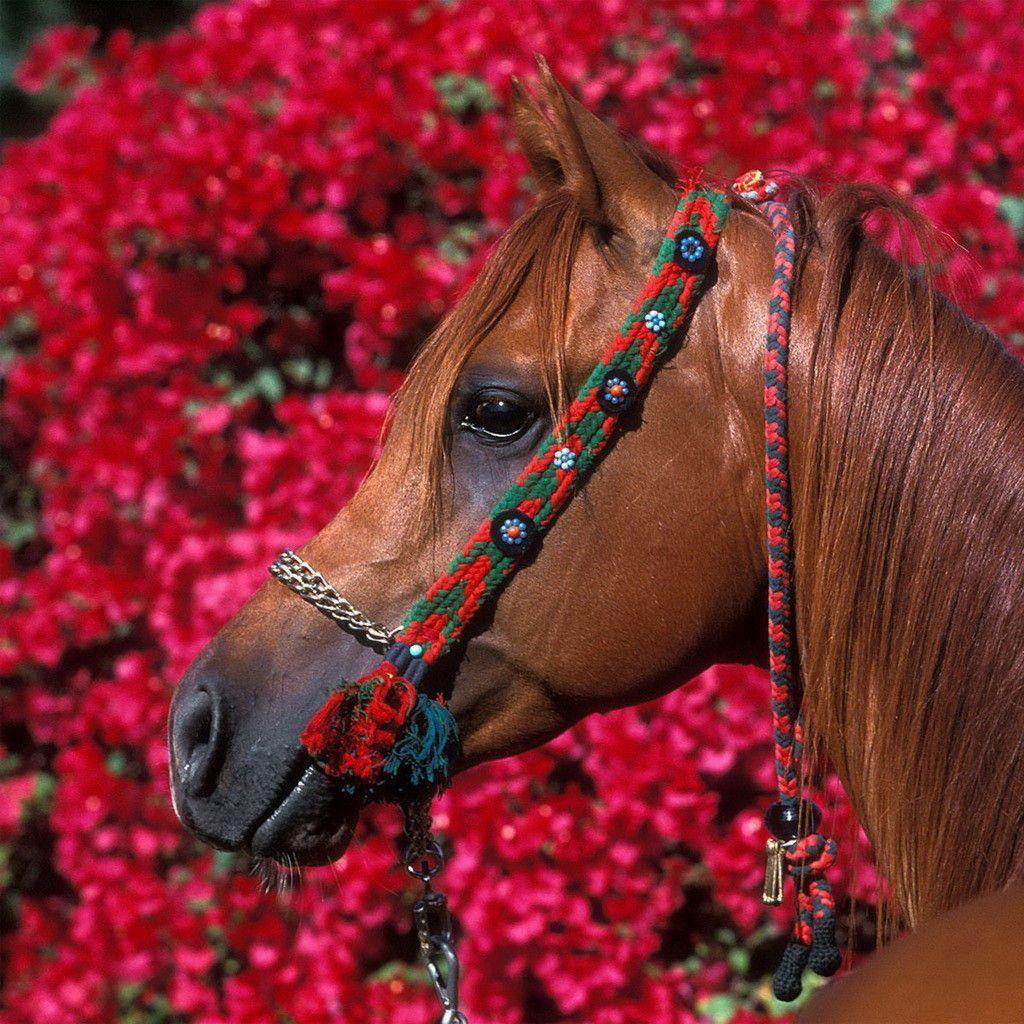 Quarter Horse Wallpapers Wallpaper Cave