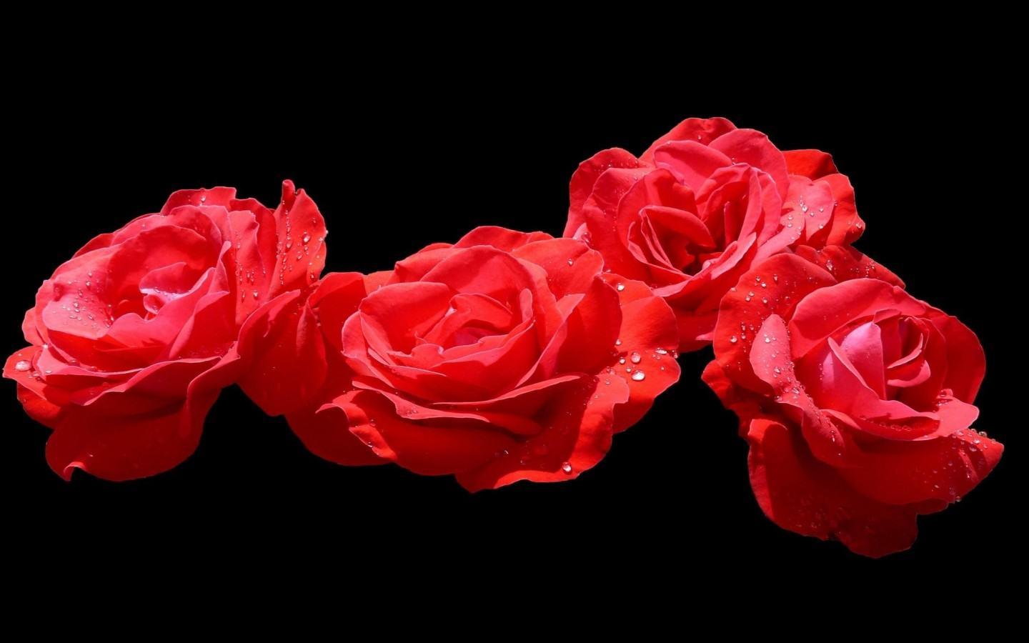 Red Roses On Black Backgrounds Wallpaper Cave