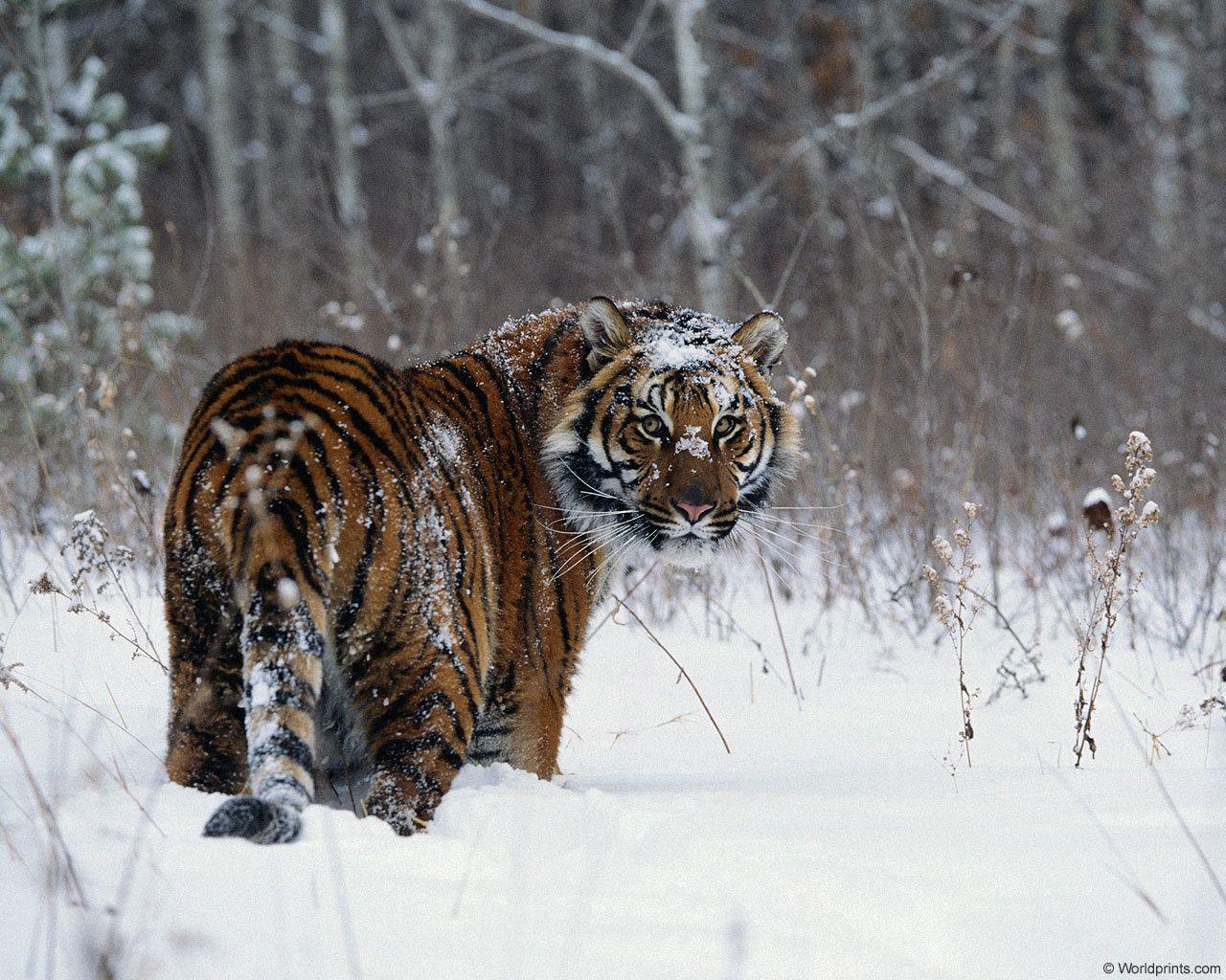 Wild Cats Wallpapers Wallpaper Cave