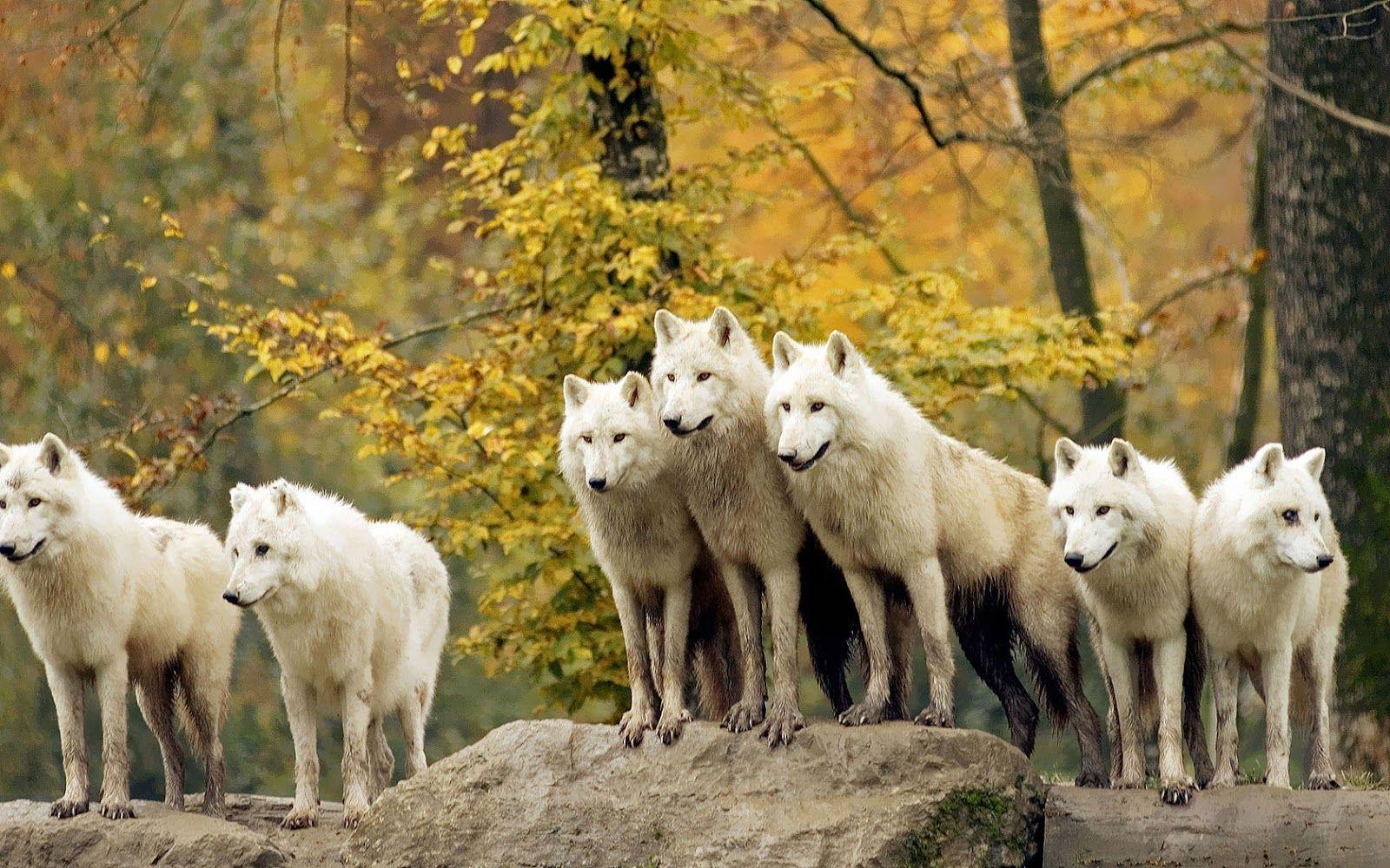 Wolf Pack Wallpapers Wallpaper Cave