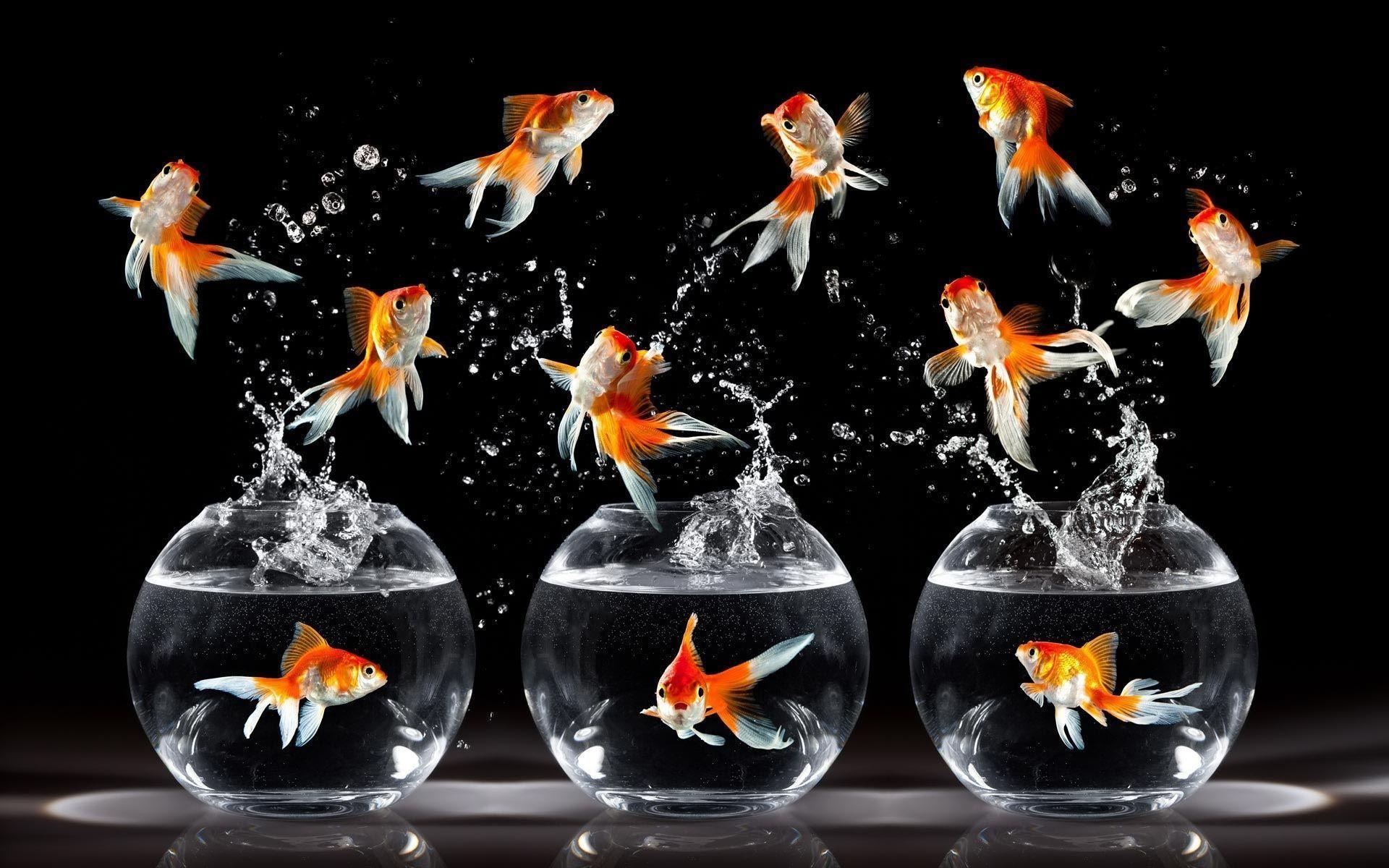 Goldfish Wallpapers Wallpaper Cave