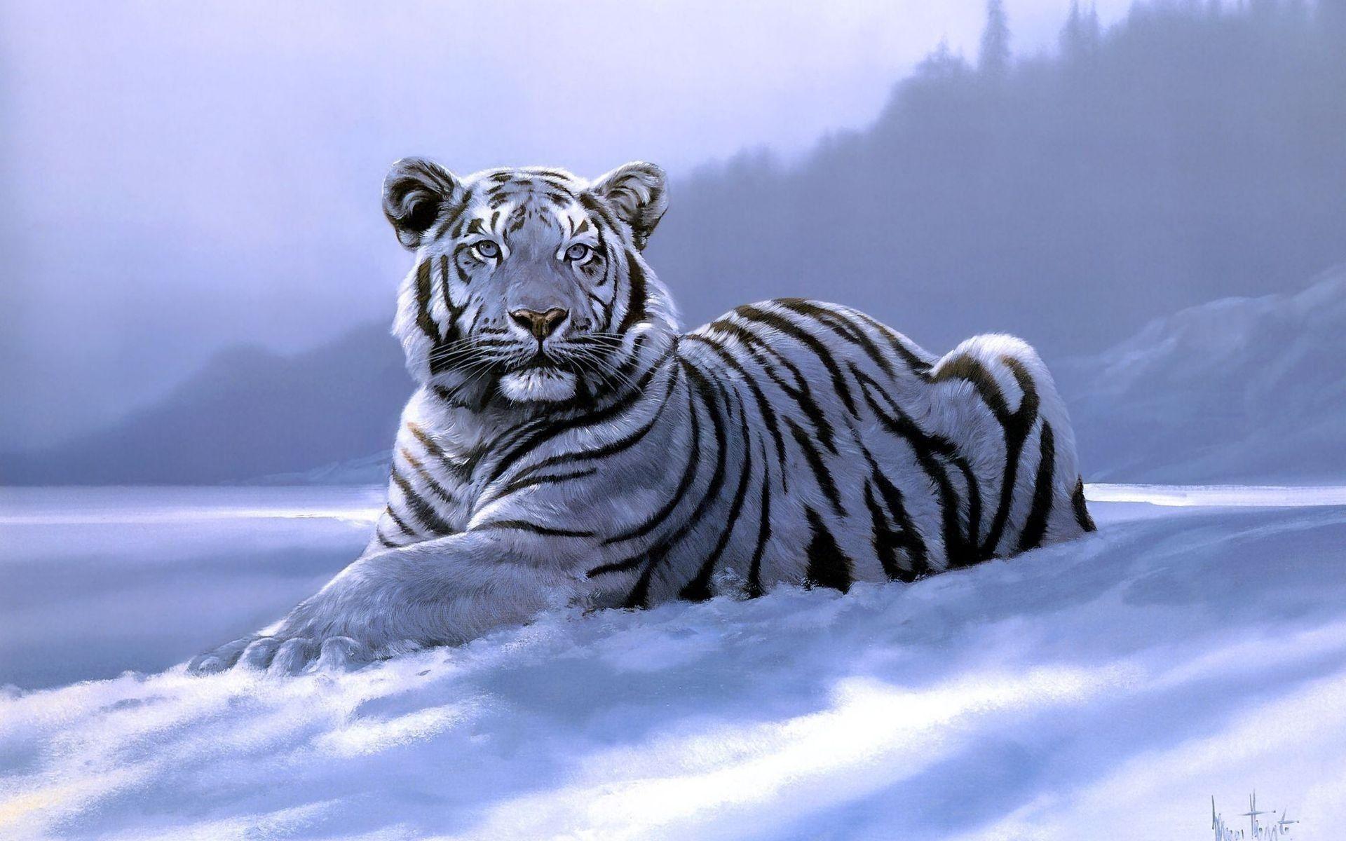 White Tiger Wallpapers Free Wallpaper Cave