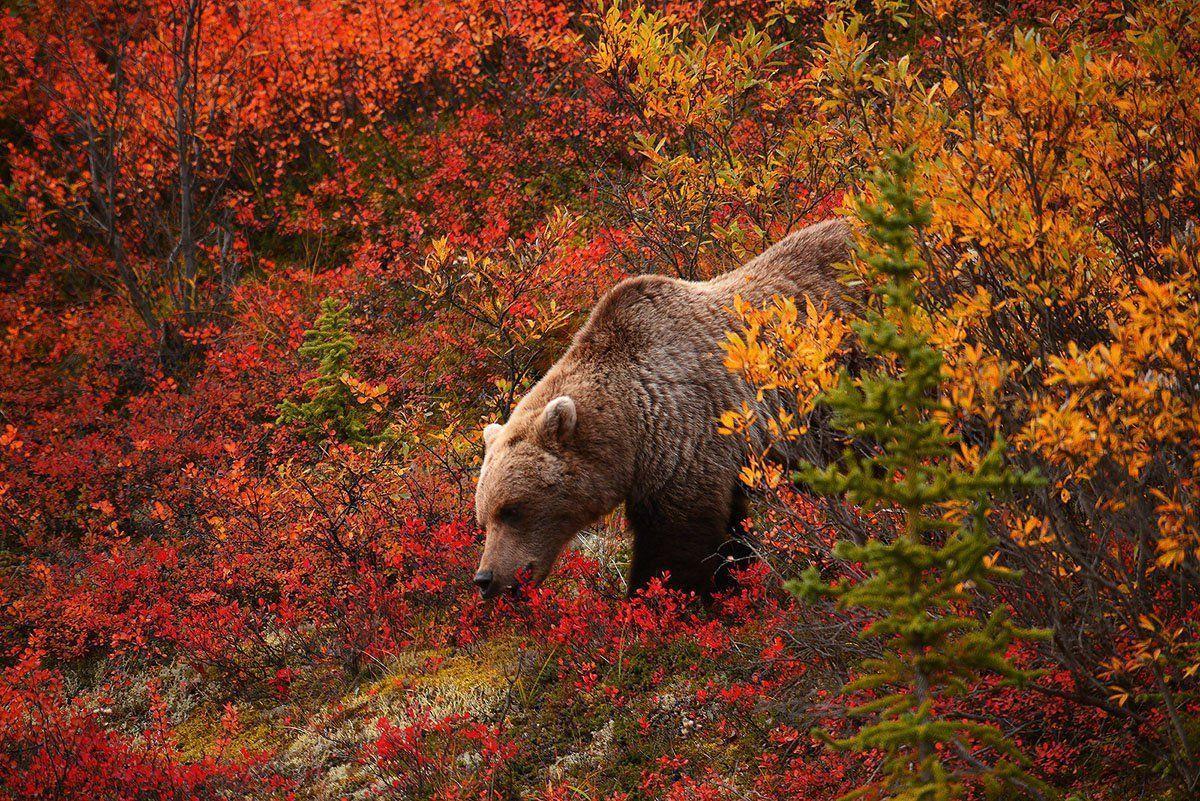 Grizzly Bear Backgrounds Wallpaper Cave