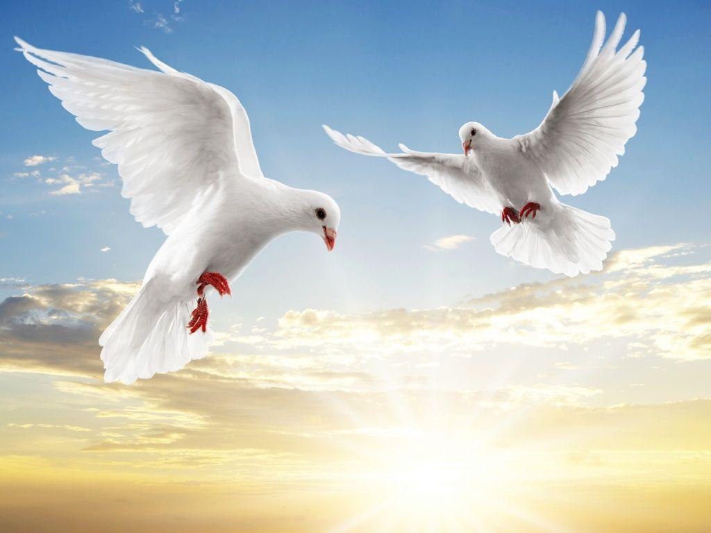 White Dove Wallpapers Wallpaper Cave