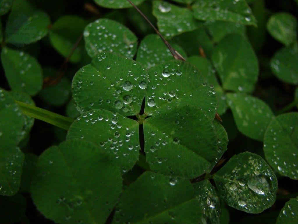 Four Leaf Clover Wallpapers Wallpaper Cave