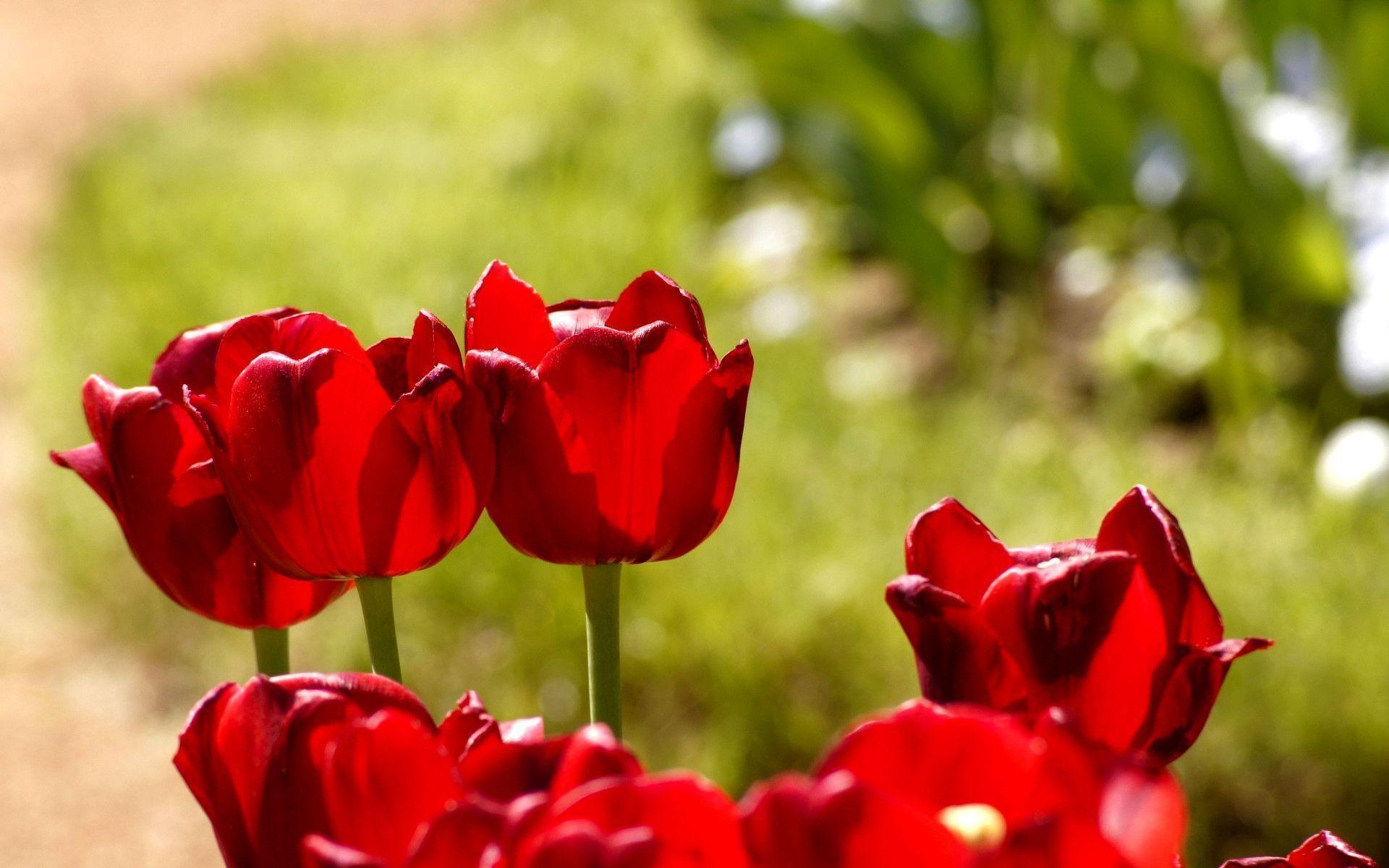 Red Tulips Wallpapers Wallpaper Cave