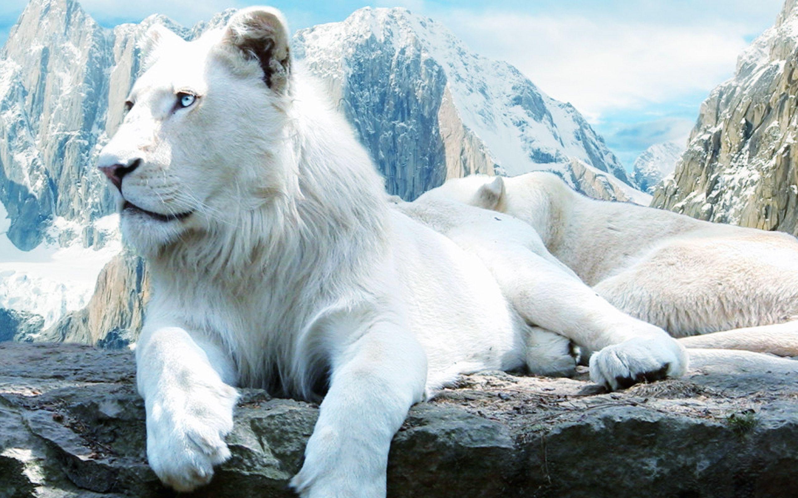 White Lion Wallpapers Wallpaper Cave