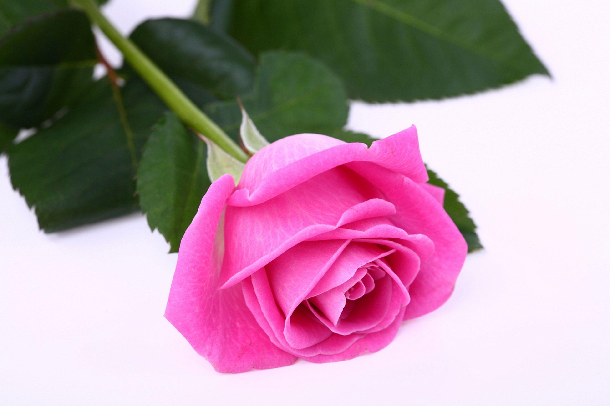 Pink Rose White Backgrounds Wallpaper Cave