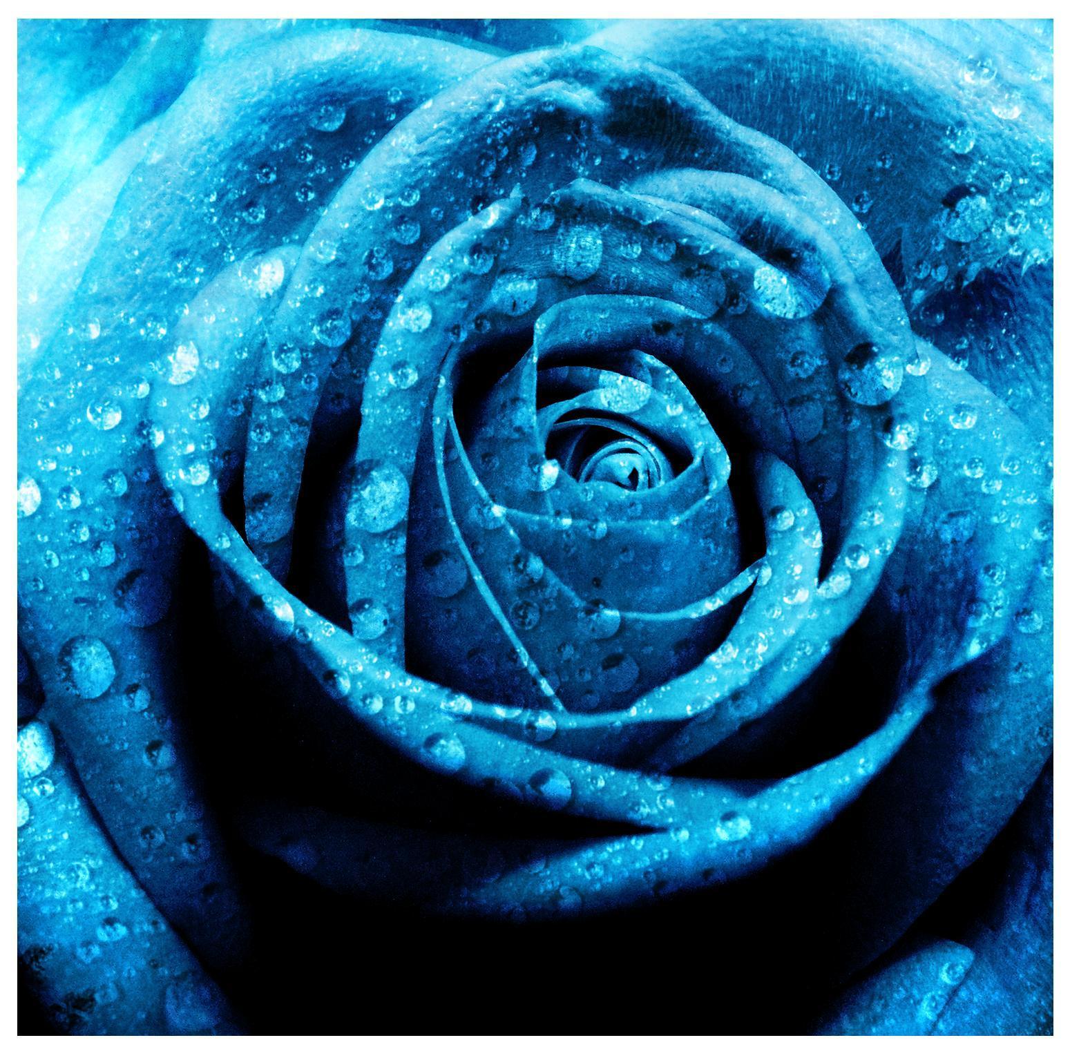 Free Blue Rose Wallpapers Wallpaper Cave