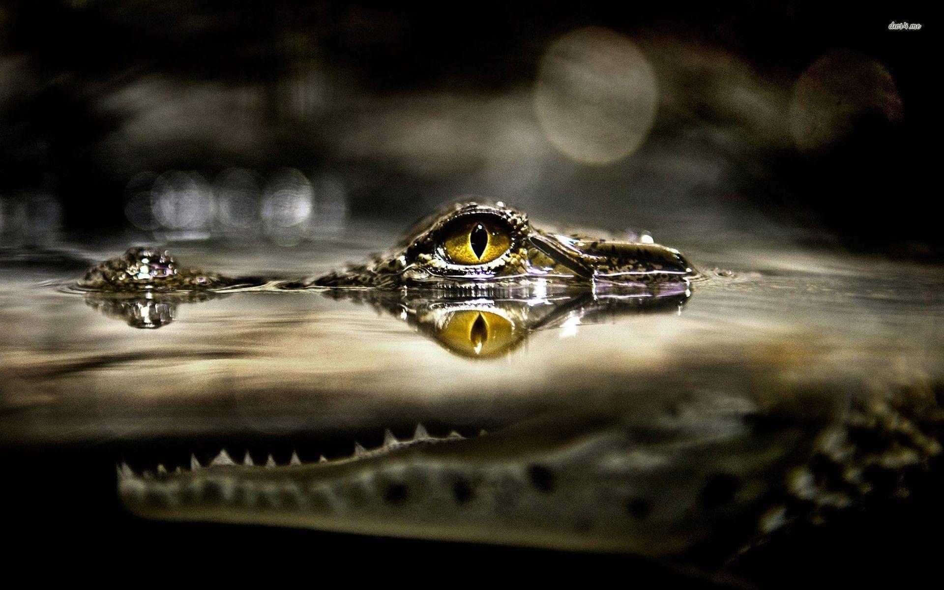 Crocodile Wallpapers Wallpaper Cave
