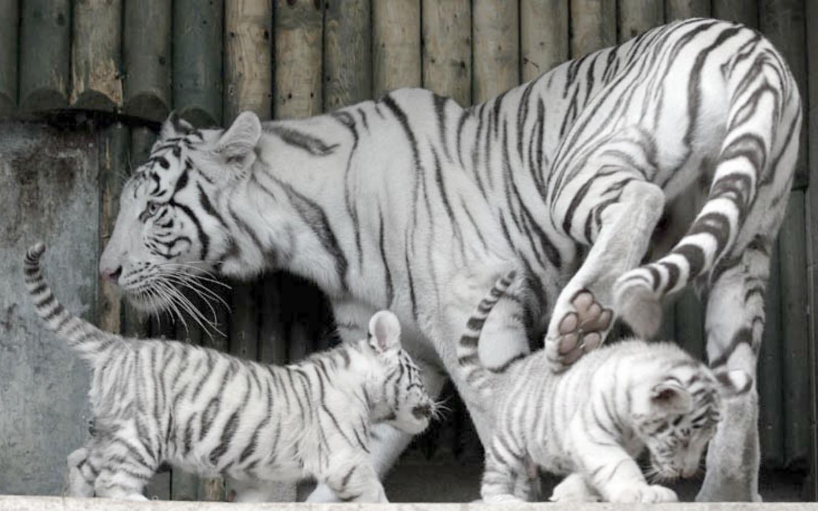 Baby White Tiger Wallpapers Wallpaper Cave