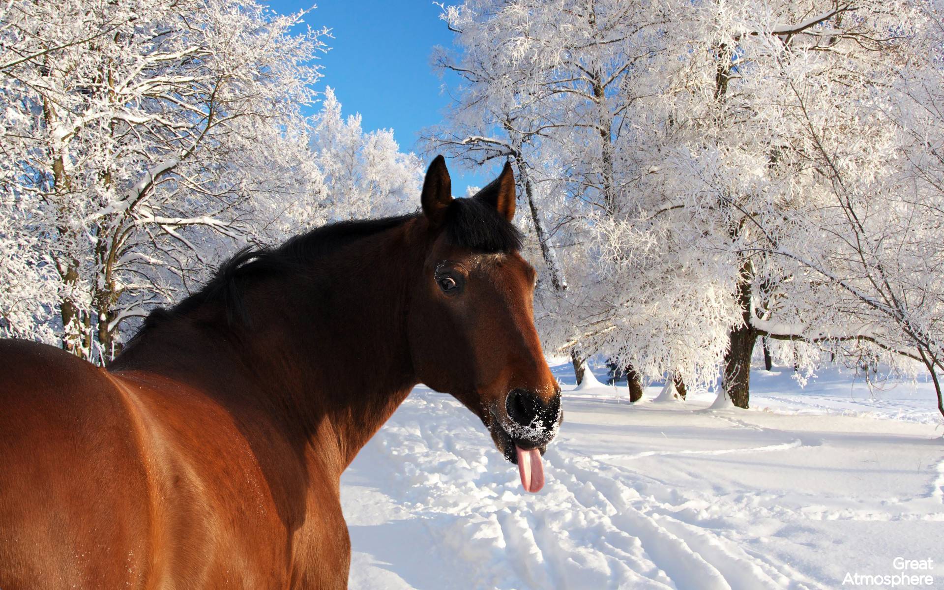 Funny Winter Wallpapers Wallpaper Cave