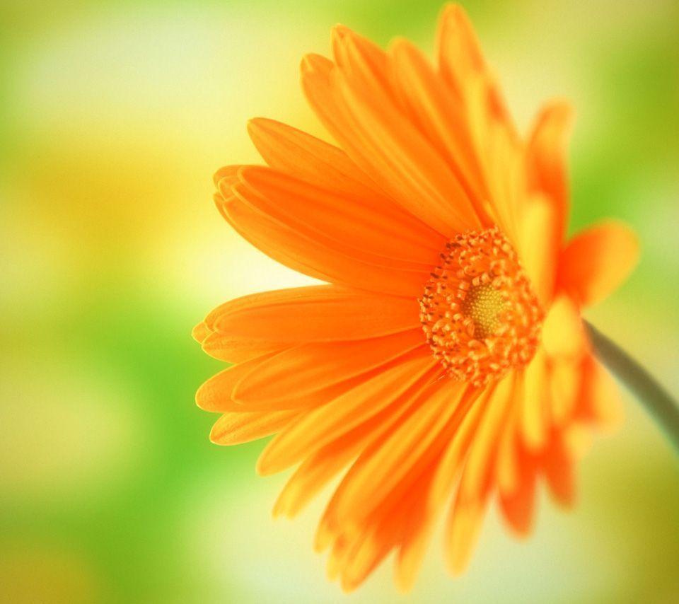 Bright Flower Wallpapers Wallpaper Cave