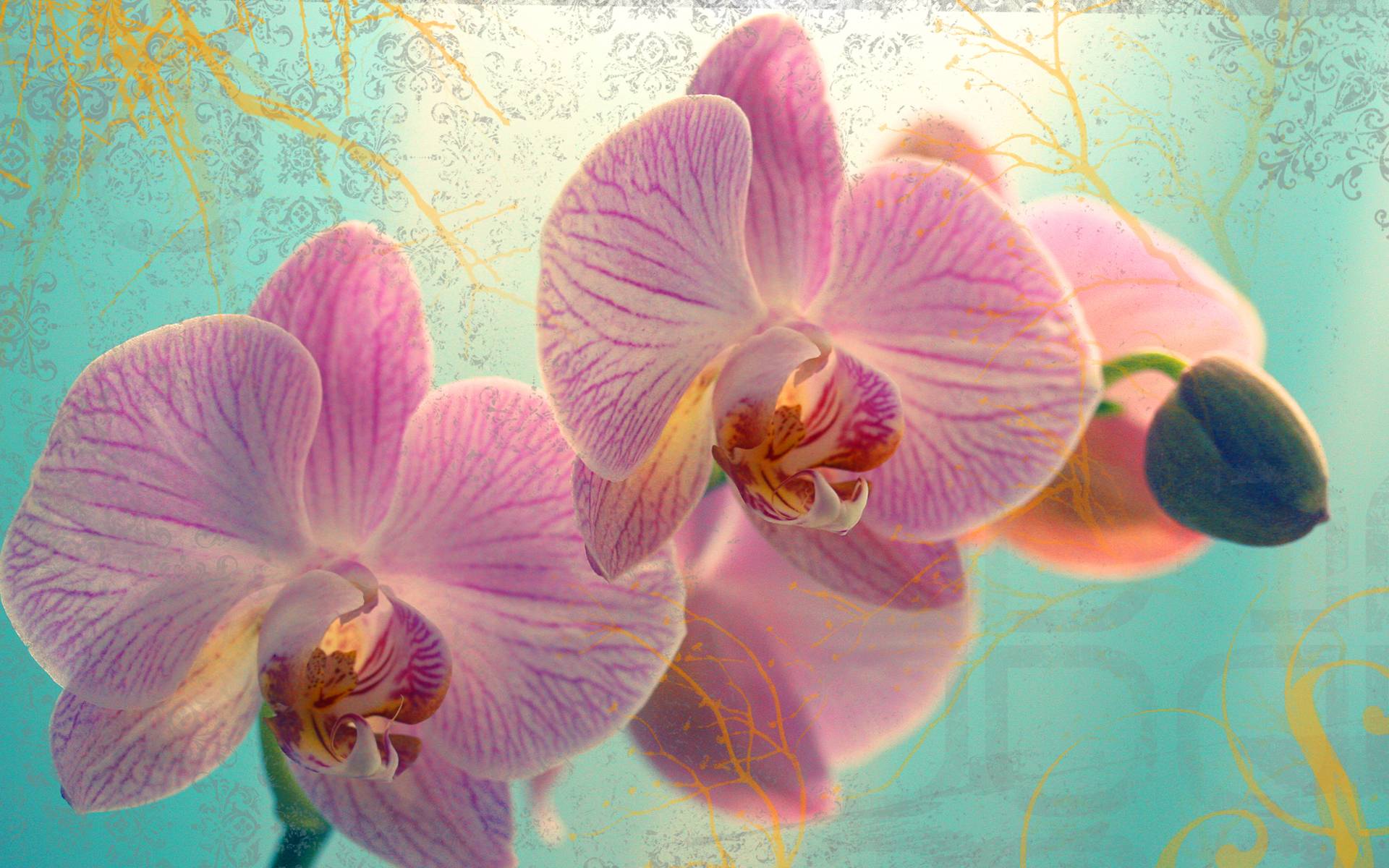 Orchid Wallpapers Wallpaper Cave