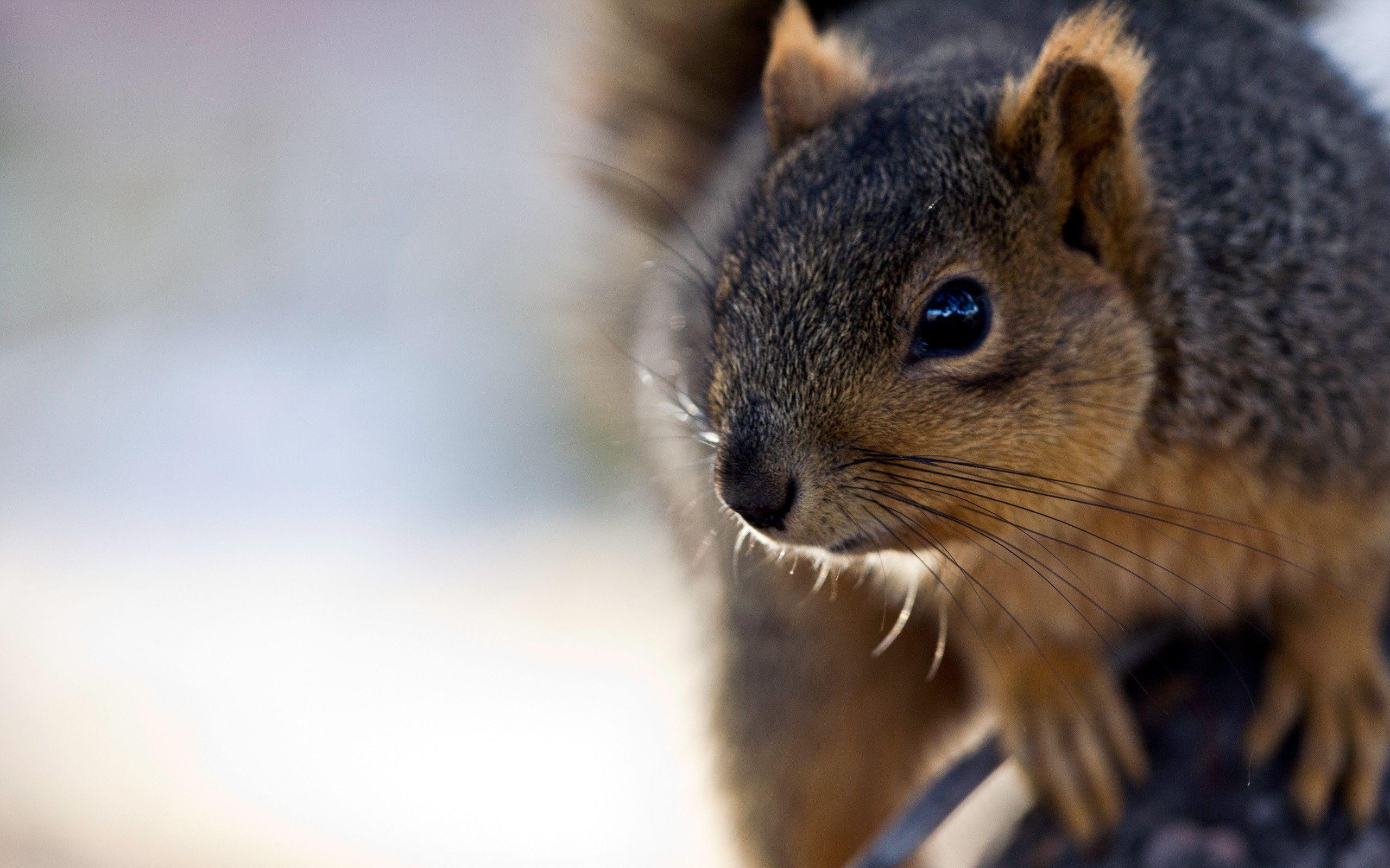 Squirrel Wallpapers Wallpaper Cave