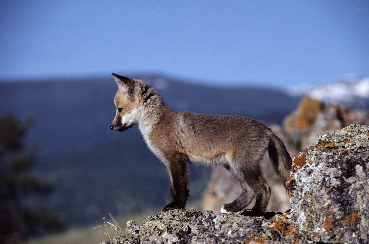 Baby Wolf Wallpapers Wallpaper Cave