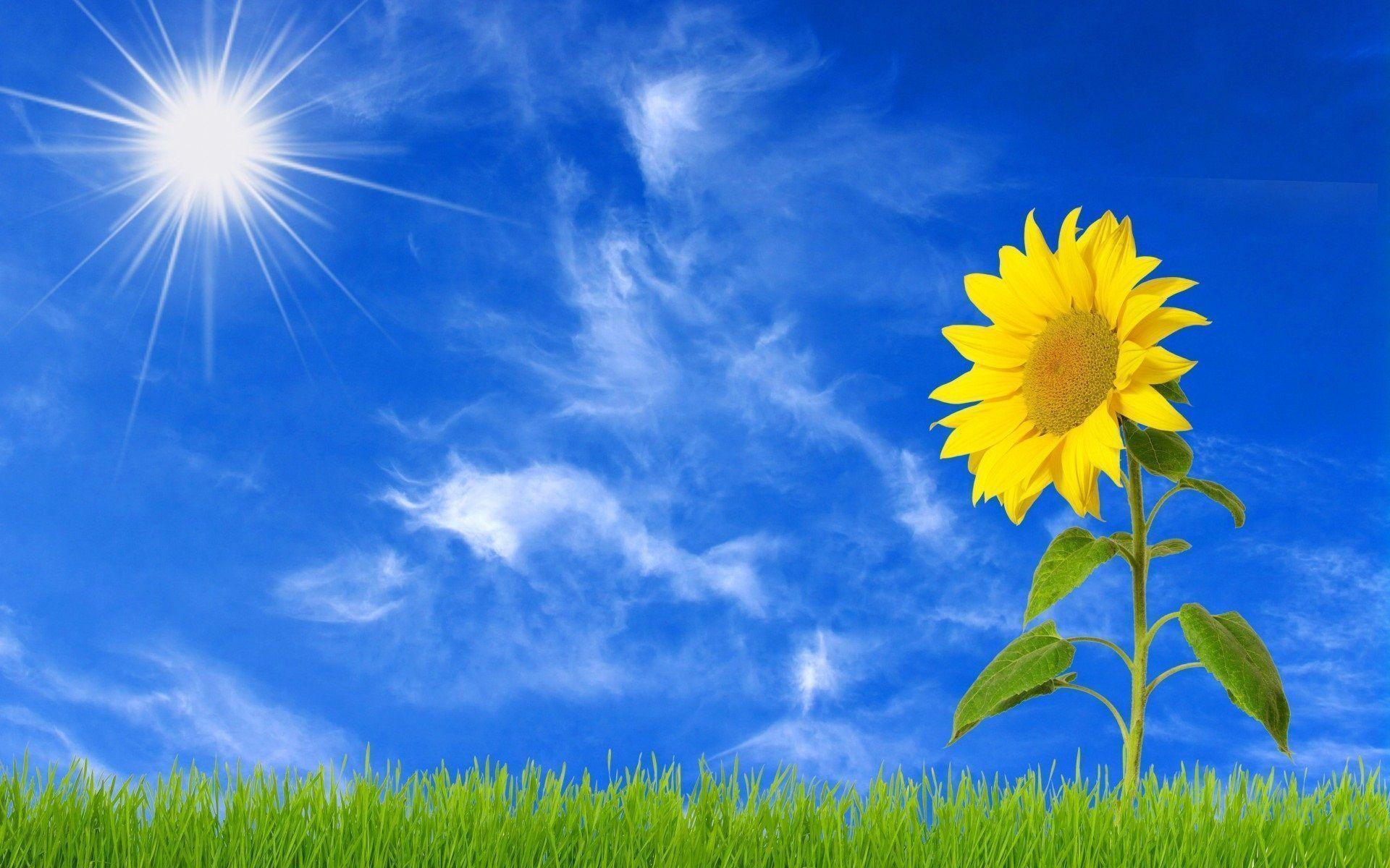 Sunflower Wallpapers Wallpaper Cave